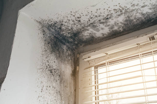 Affordable Hvac And Air Duct Mold Remediation solutions in Lewistown, IL